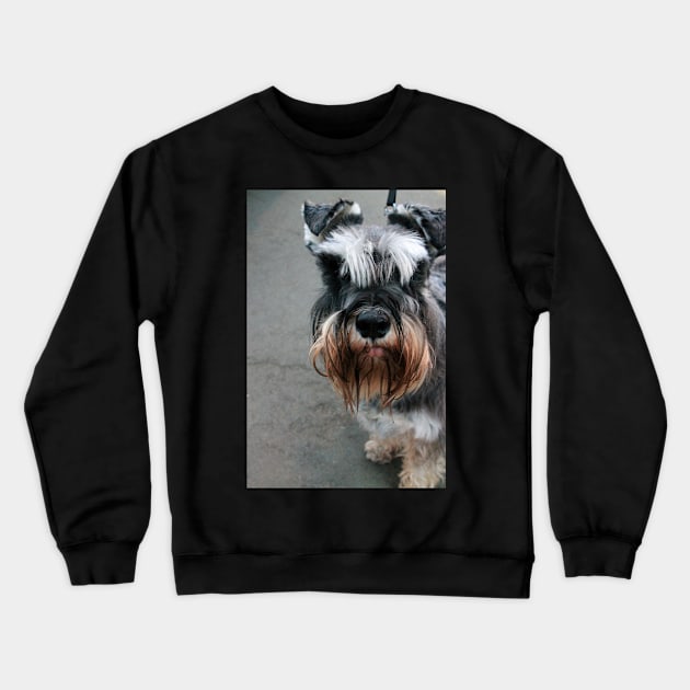 Dylan Crewneck Sweatshirt by Ladymoose